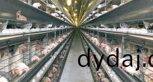 层(ceng)叠(die)式肉鸡(ji)设备